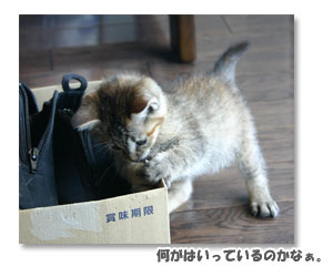 キティ画像