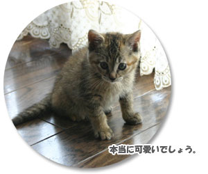 キティ画像