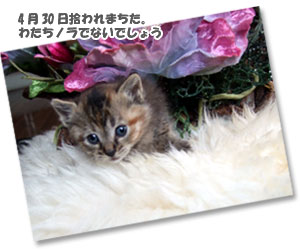 キティ画像