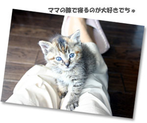 キティ画像