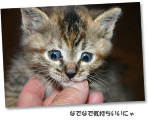 キティ画像